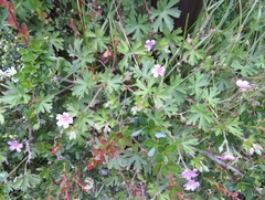 Geranium magellanicum