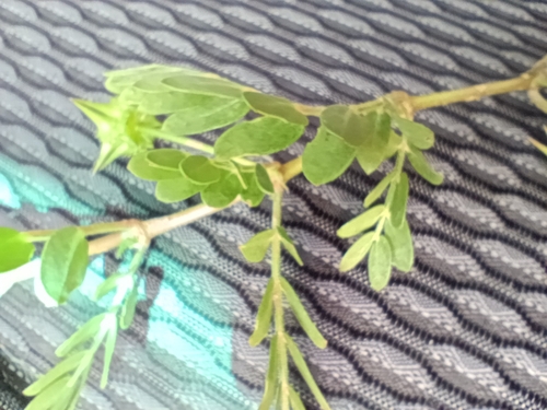 puncture vine