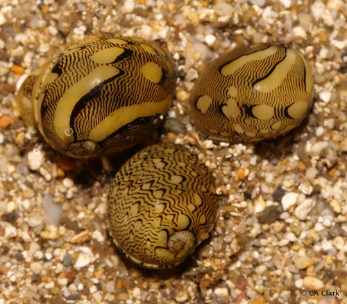 Virgin Nerite