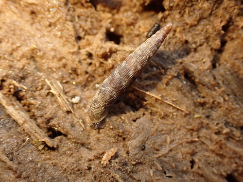 Clausilia bidentata crenulata