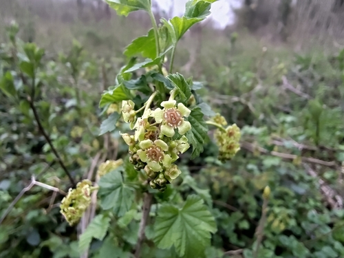Garden currant