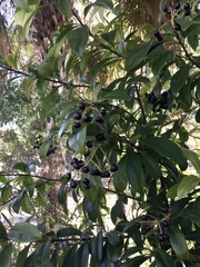 Ardisia escallonioides
