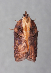Acleris pulverosana