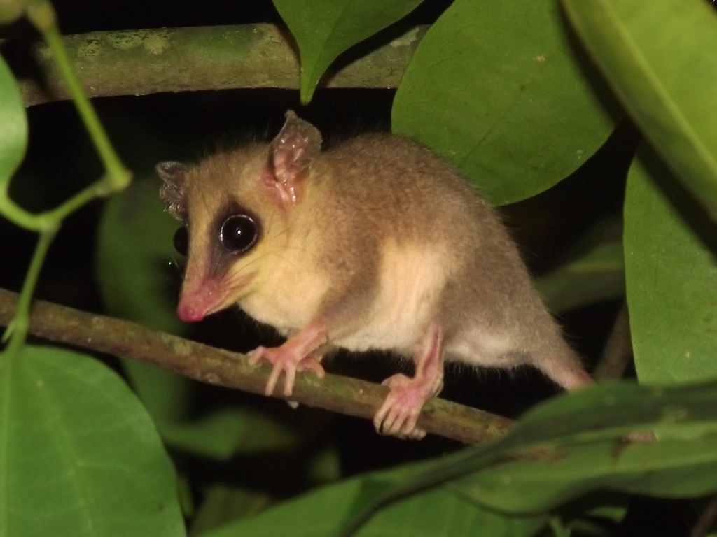 Mexican Mouse Opossum
