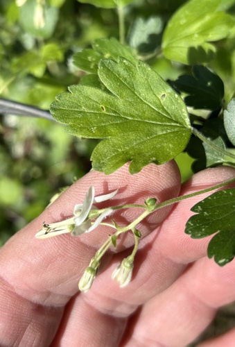 Ribes curvatum, photograph 4