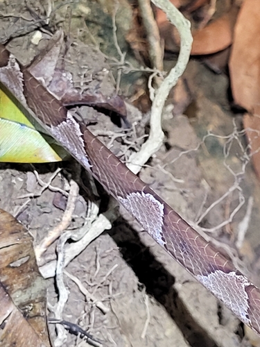 Common Blunt-headed Tree Snake