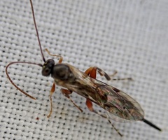 Itoplectis