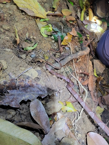 Common Blunt-headed Tree Snake