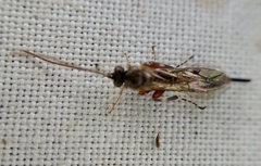 Itoplectis