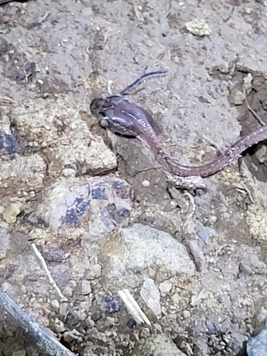 Common Blunt-headed Tree Snake