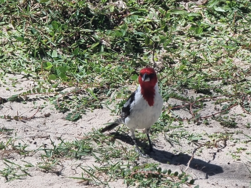 Red-cowled Cardinal