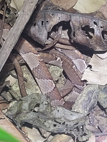 Common Blunt-headed Tree Snake