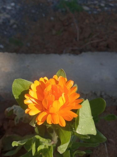 pot marigold