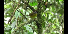 Myiothlypis coronata