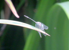 Micrathyria hypodidyma