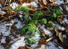 Chelidonium majus