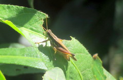 Dichroplus elongatus