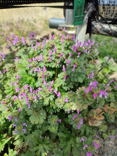 henbit deadnettle