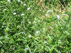 Gymnocoronis spilanthoides