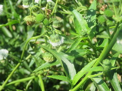 Gymnocoronis spilanthoides