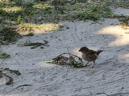 House Sparrow