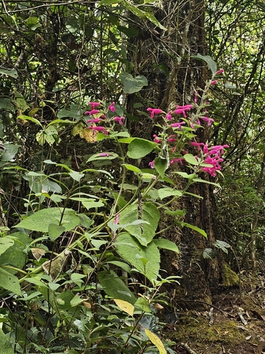 Foto de sálvia-dorisiana