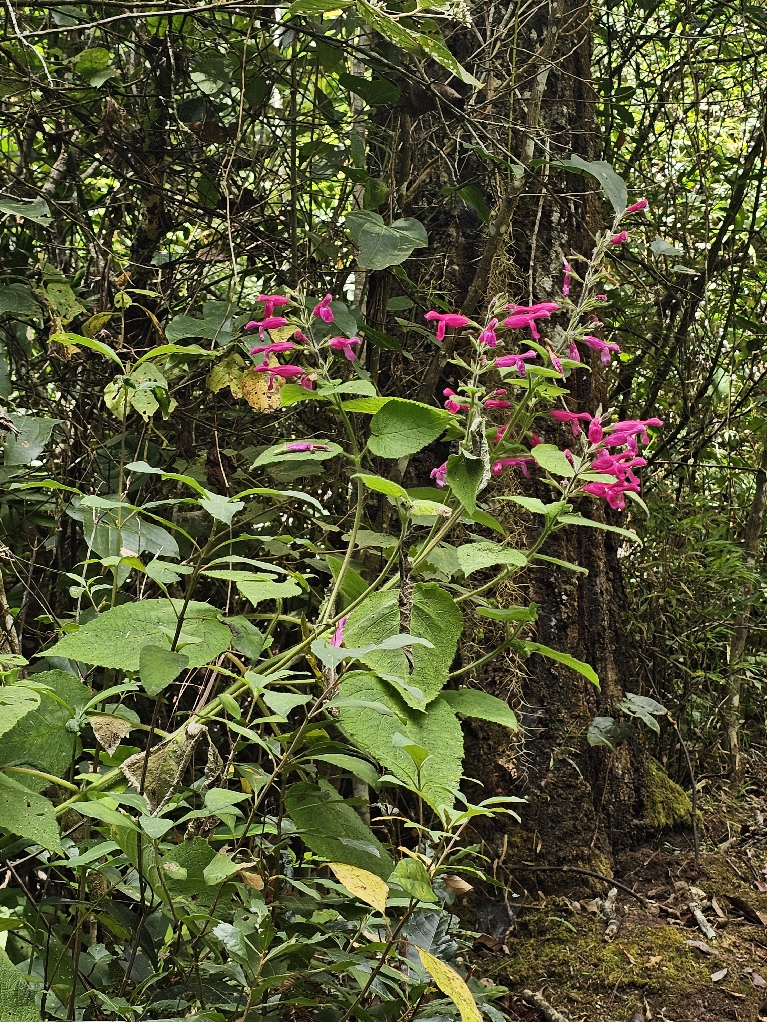 Imagem de sálvia-dorisiana