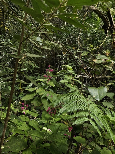 Foto de sálvia-dorisiana