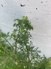 Oncosiphon pilulifer
