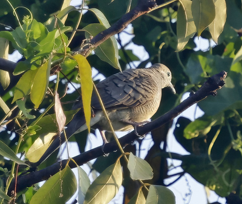 Geopelia striata observed 2026-02-27