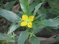 Ludwigia elegans