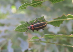 Eudiagogus episcopalis