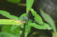 Micrathyria hypodidyma
