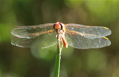 Sympetrum gilvum