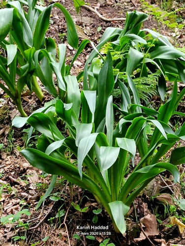 Numidian Squill (Drimia numidica)
