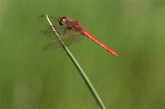 Sympetrum gilvum