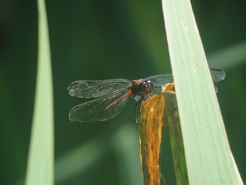 Brown-and-red Skimmer