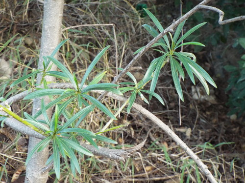 Thevetia peruviana - Whole tree