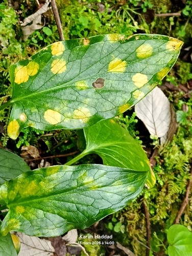 Phyllosiphon arisari