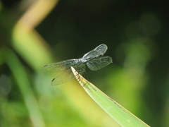 Micrathyria hypodidyma