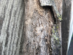Scolytus muticus