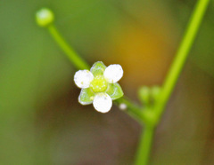 Alisma subcordatum