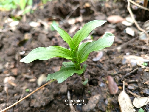 Broad-leaved helleborine