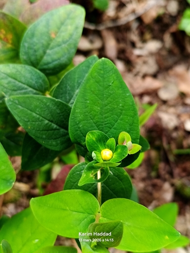 Tutsan