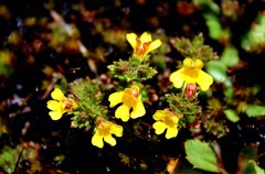 Euphrasia cockayneana