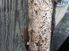 Scolytus muticus