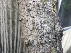Scolytus muticus