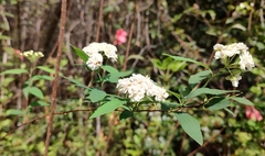 Spiraea cantoniensis