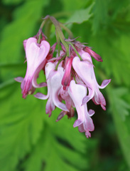 Dicentra eximia