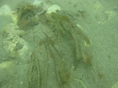 Dictyota kunthii